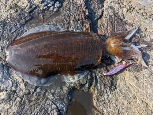 釣果