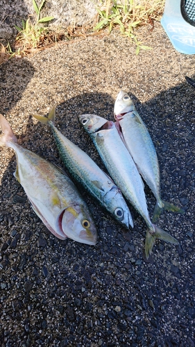 サバの釣果