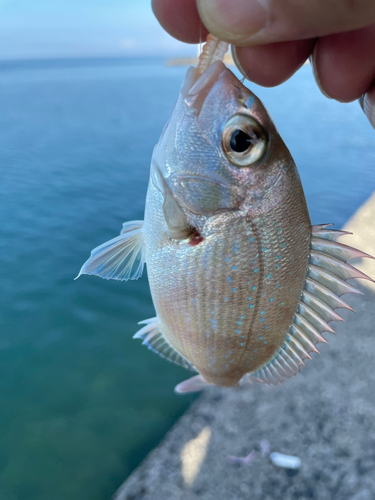 タイの釣果