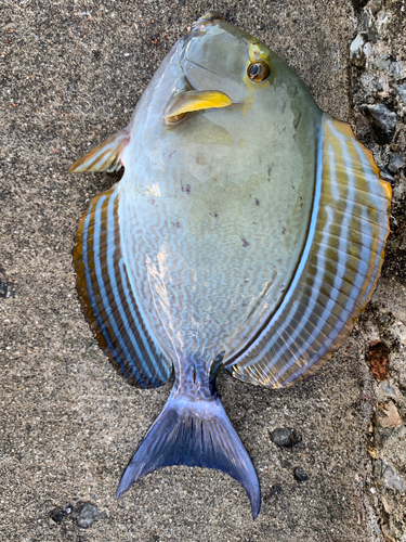 トカジャーの釣果