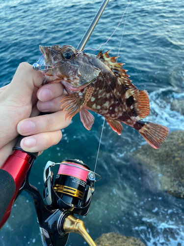 キジハタの釣果