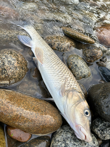 ニゴイの釣果