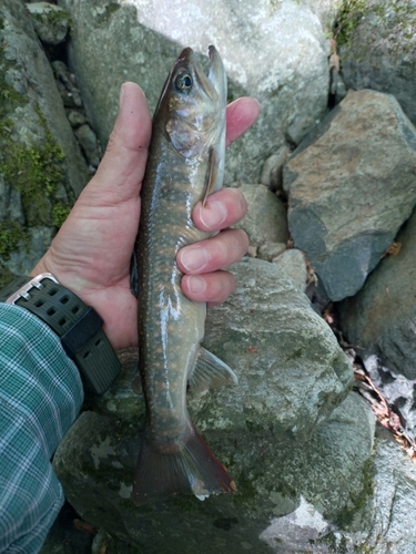 イワナの釣果