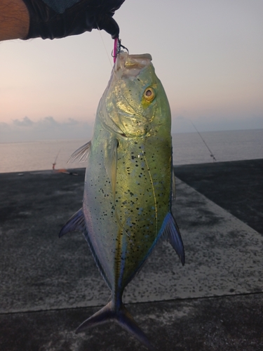 カスミアジの釣果