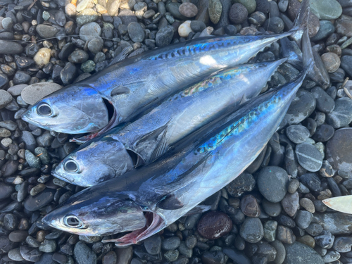 ソウダガツオの釣果