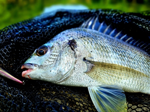 キチヌの釣果