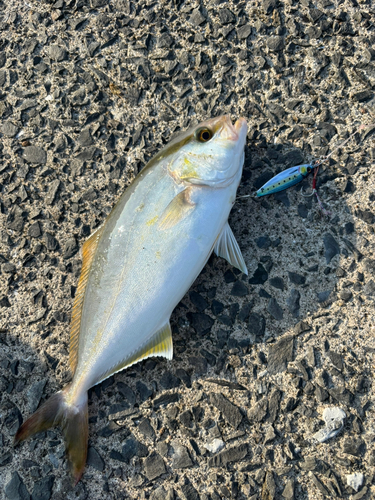 ネリゴの釣果