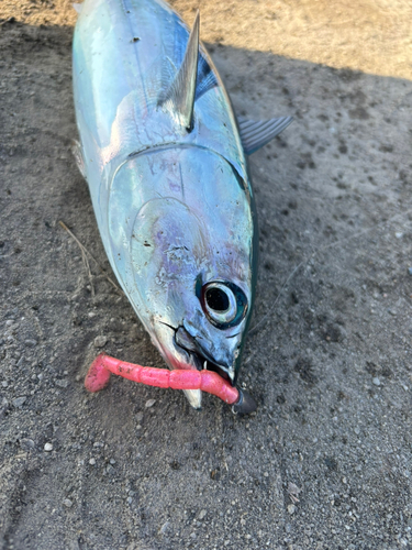 ソウダガツオの釣果