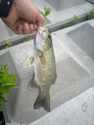 スモールマウスバスの釣果