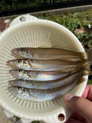 シロギスの釣果