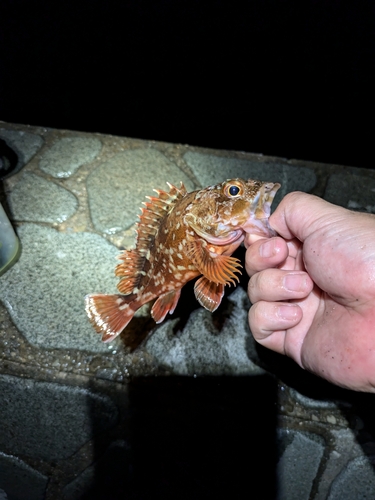 カサゴの釣果