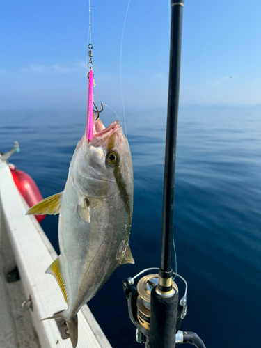 ネリゴの釣果