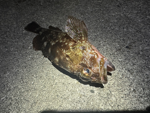 カサゴの釣果