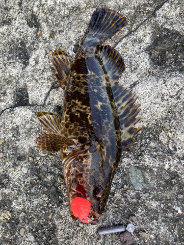 タケノコメバルの釣果