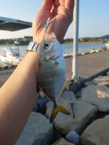 ギンガメアジの釣果