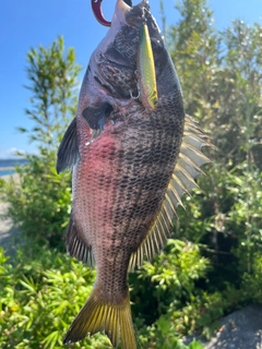 チヌの釣果