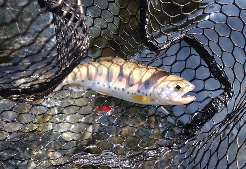 アメマスの釣果