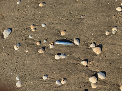 エイの釣果