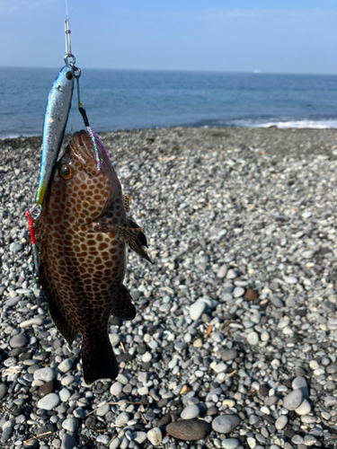 オオモンハタの釣果