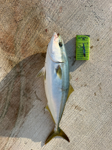 ワカシの釣果