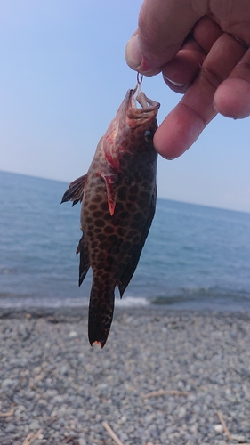 オオモンハタの釣果