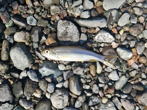 オイカワの釣果