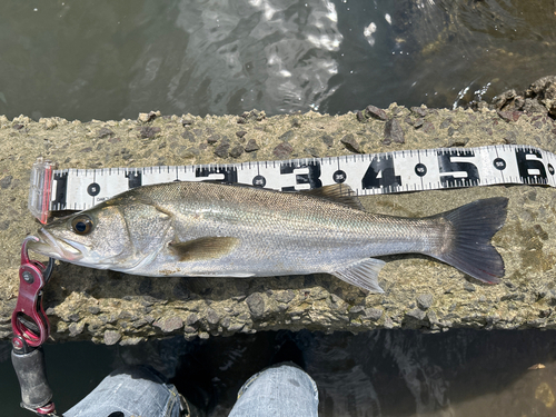 シーバスの釣果