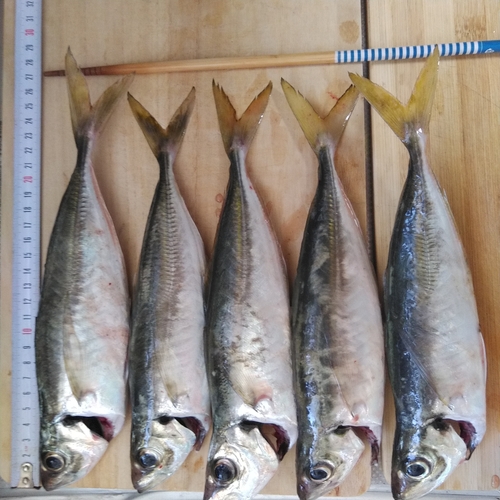 アジの釣果