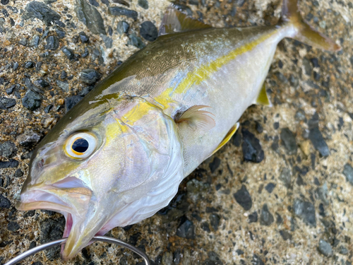 ネリゴの釣果