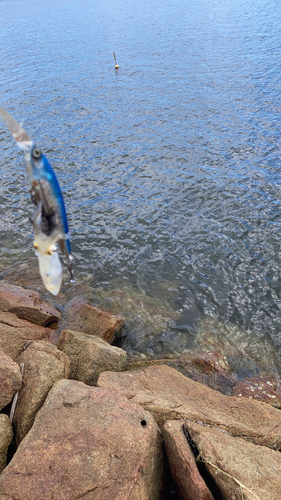 イカの釣果