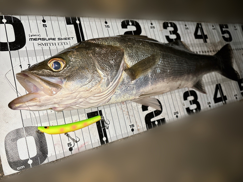 シーバスの釣果