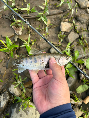 ヤマメの釣果