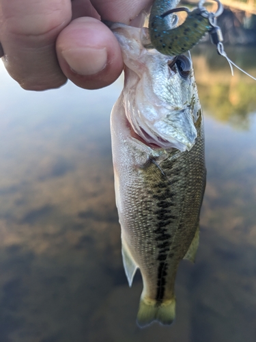 ラージマウスバスの釣果