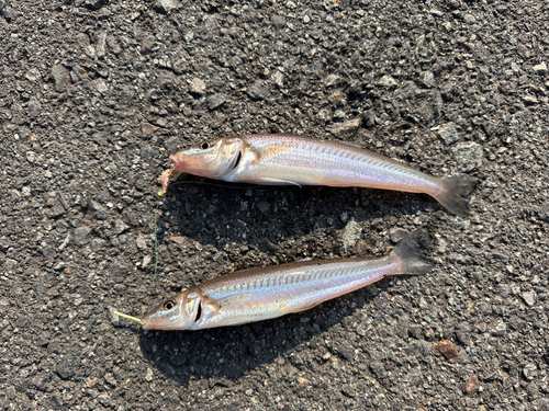 キスの釣果