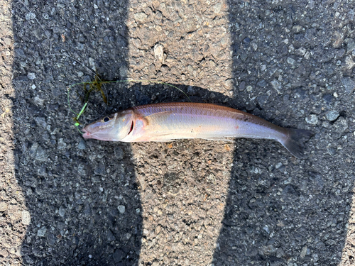 キスの釣果