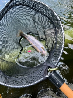 ニジマスの釣果