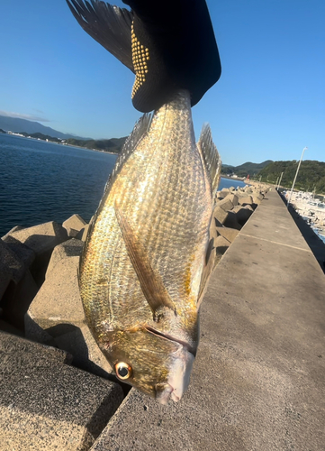 ヘダイの釣果