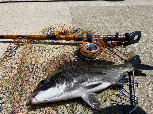 クロダイの釣果