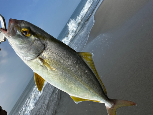 ショゴの釣果