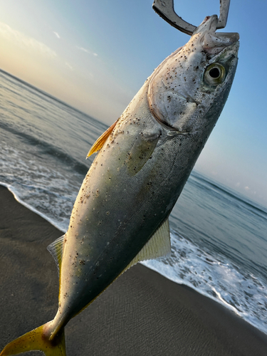 ワカシの釣果