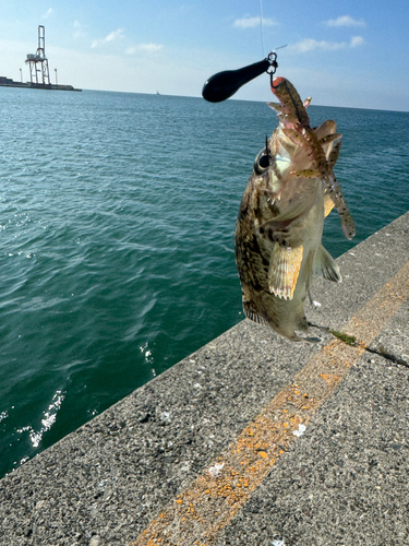 エゾメバルの釣果