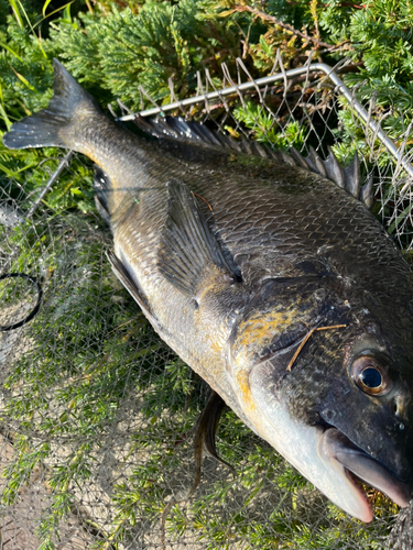 チヌの釣果