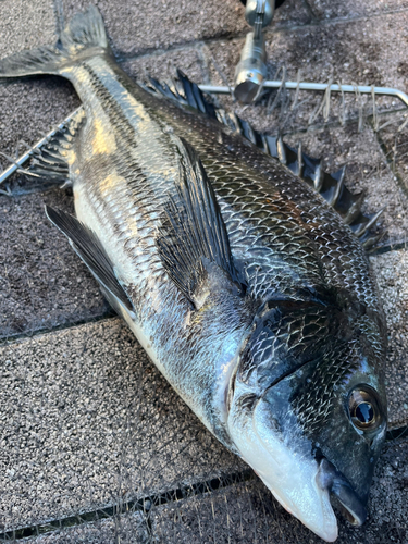 チヌの釣果