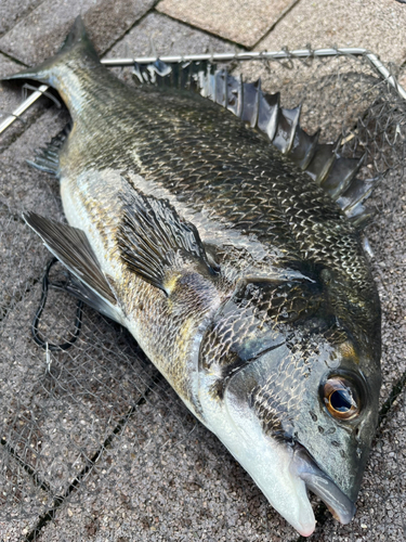 チヌの釣果