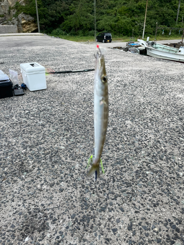 カマスの釣果