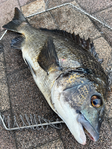 チヌの釣果