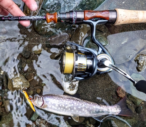 エゾイワナの釣果