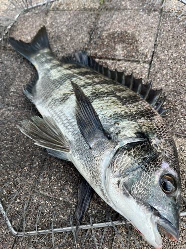 チヌの釣果