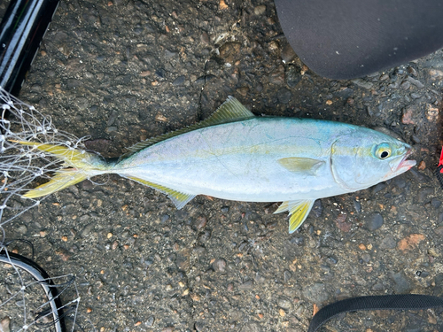 ワカシの釣果