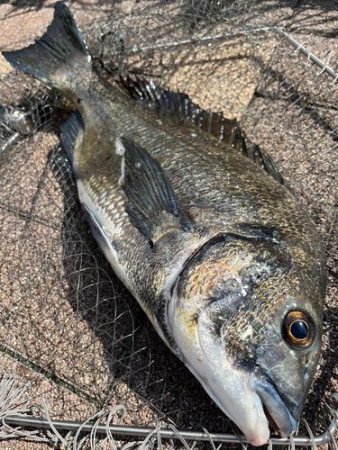 チヌの釣果